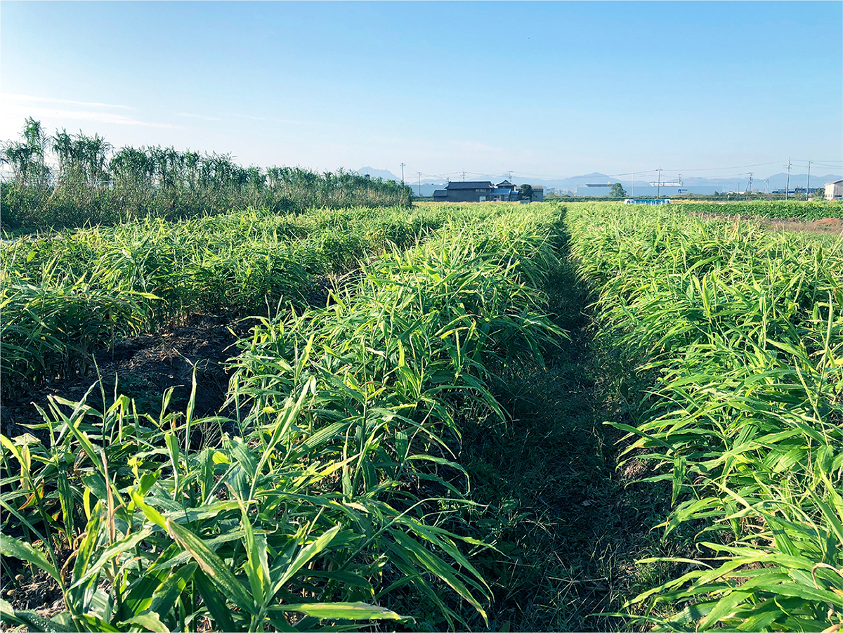 岡山県】おかやまジンジャーシロップ レギュラー 360ml【産地直送・同梱不可】